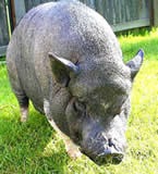 [piggy[2].jpg]