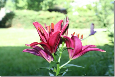 6-29-09 019