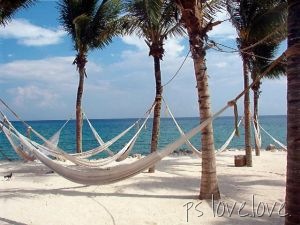 [102263_palm_trees[7].jpg]