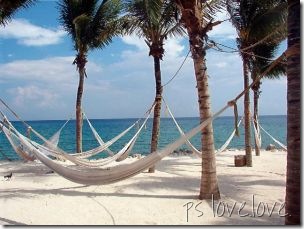 102263_palm_trees