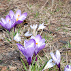 krokus 002.jpg