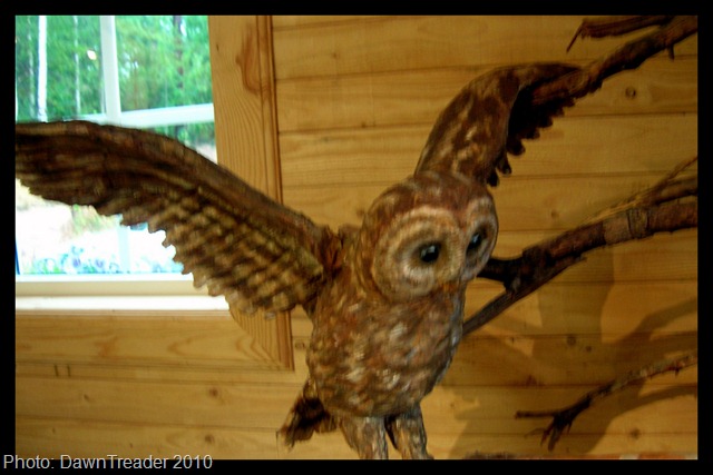 [2010 07 158 Unos Owls[10].jpg]