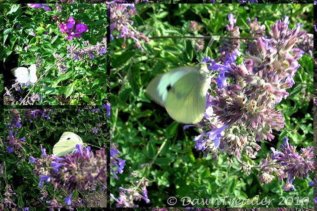 [2010 08 01 white butterfly[16].jpg]