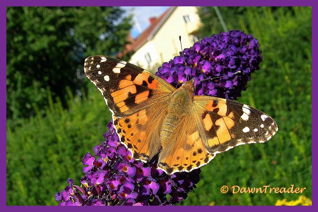 [2010-08-30-1dt butterfly cynthia[14].jpg]