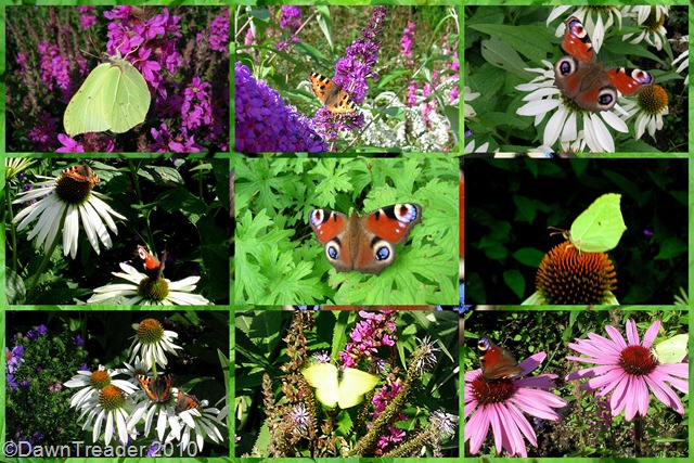[2010-08-21 butterflyx9[11].jpg]