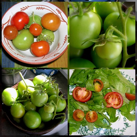 [2010-09-141 tomatoes[4].jpg]