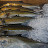 Tokyos Fischmarkt &ndash; 24-Jul-2009