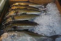 Tokyos Fischmarkt – 24-Jul-2009