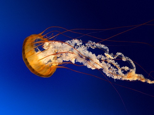 [Jellyfish[5].jpg]
