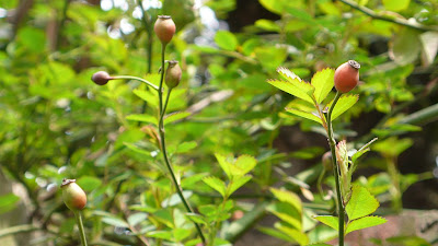 http://lh3.ggpht.com/_fJ8bb-EOrjc/SbPLdubppjI/AAAAAAAACog/Nm94waNhxr4/s400/L1060630.JPG