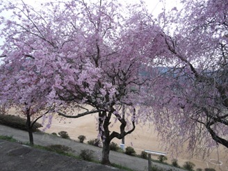 DSC03690 DSC03690