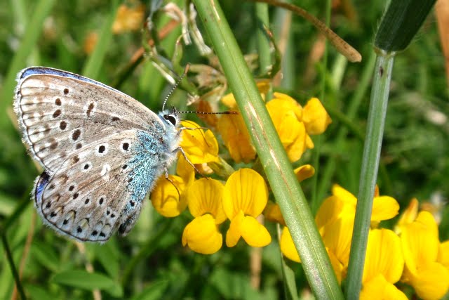 Azzurrina