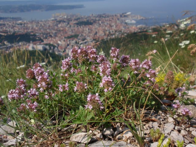 Salvia