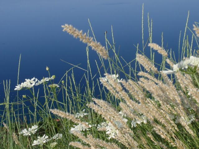 Vegetazione del Carso Triestino
