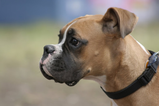 Boxer.JPG