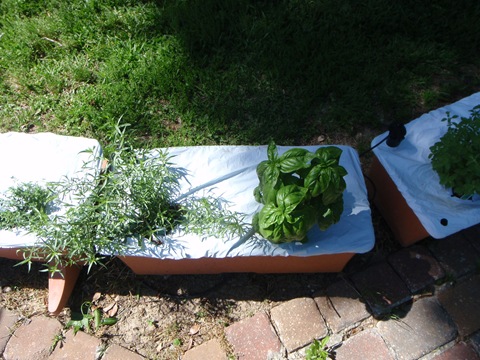 [EarthBox Herb Garden-20100425_03[2].jpg]