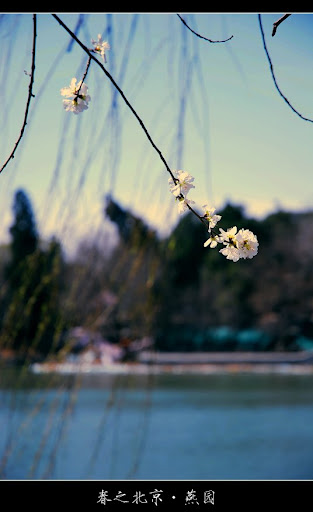 北京大学-春天-美景摄影-山桃花