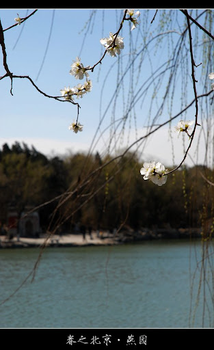 北京大学-春天-美景摄影-一两枝桃花