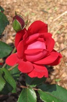[Flowers-10[3].jpg]