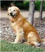 [Hero Dog[2].jpg]
