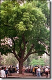 neem-tree
