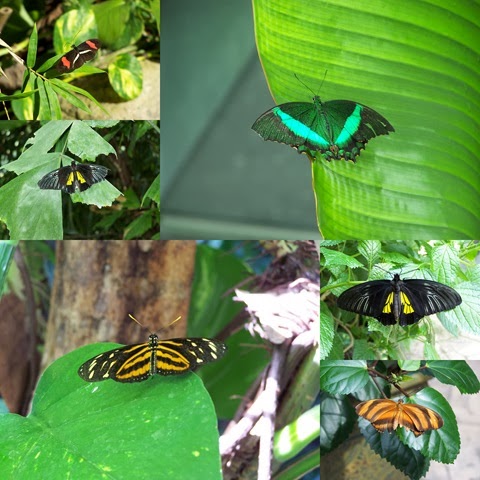 [ButterflyCollage23.jpg]