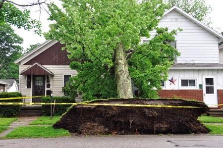 [Cheryl's House with Tree[3].jpg]