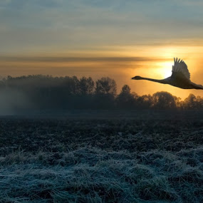 by Kirsten Morse - Landscapes Prairies, Meadows & Fields