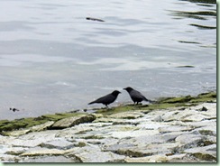 CrowConversation