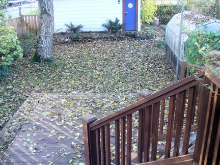 [Leafy Yard[3].jpg]