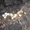 DSC00062.JPG