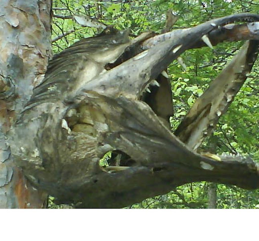 hechtfang