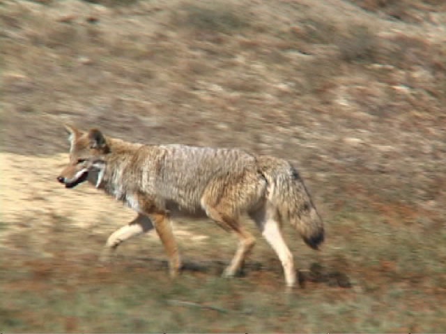 [coyote-12[3].jpg]