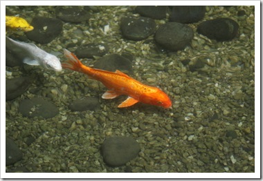 Uv Fld Cpl Filters