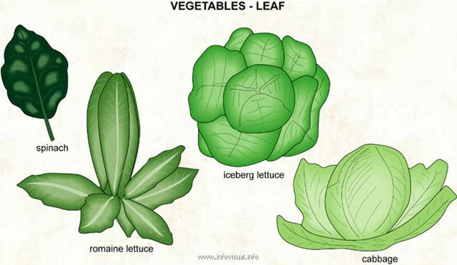 [Vegetables - leaf[2].jpg]