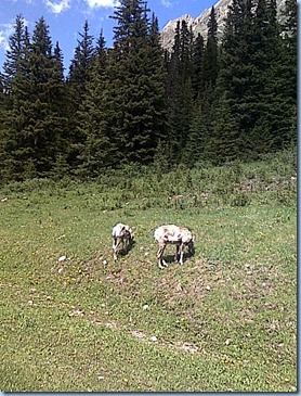 07152010_mtn goats highwood pass