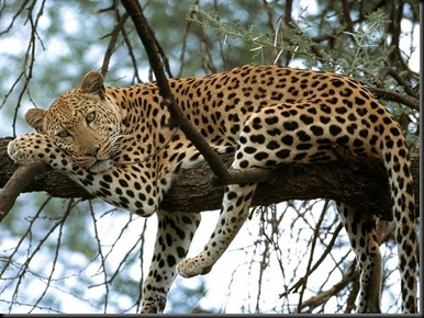 jaguar spotted in tree