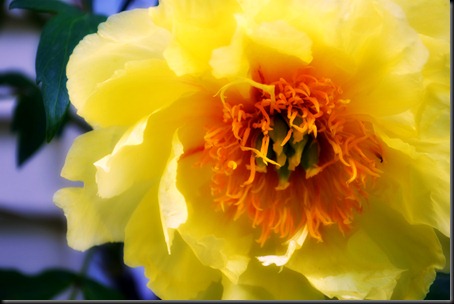 2011-05-20 Flowers 003 (Filtered)