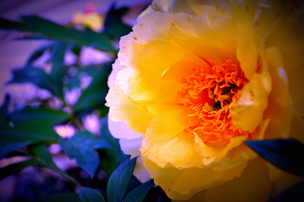 [2011-05-20 Flowers 016 (Filtered)[4].jpg]
