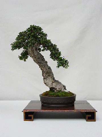 [40_fotos_bonsai_html_73798c3d[3].gif]