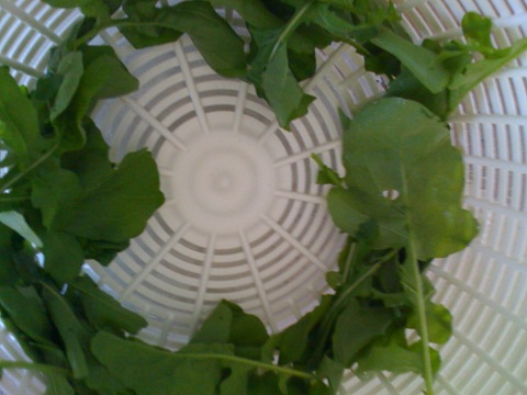 [arugula[8].jpg]