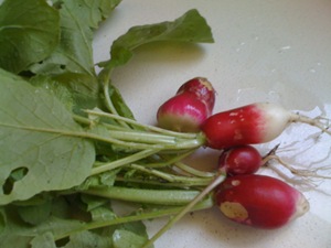 radishes