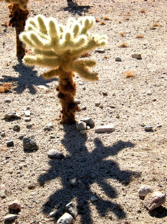 joshuatreeplants3