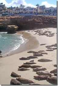 seals-on-the-beach