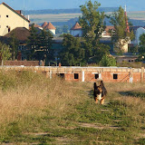 P1010028 Panasonic TZ10   Poze Natura (August 2010)