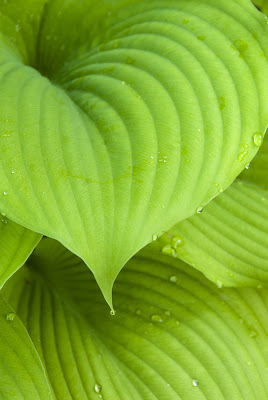Hostas