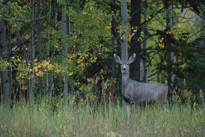 deer at mcclure
