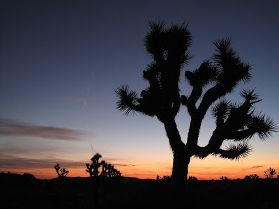 Sunrise at J Tree