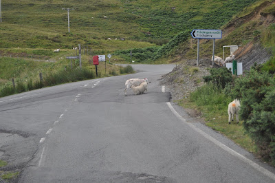 Scottish Sheep