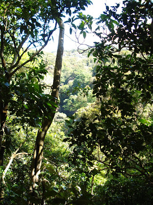 A lovely outlook from one mountain to the next between breaks in the trees.
